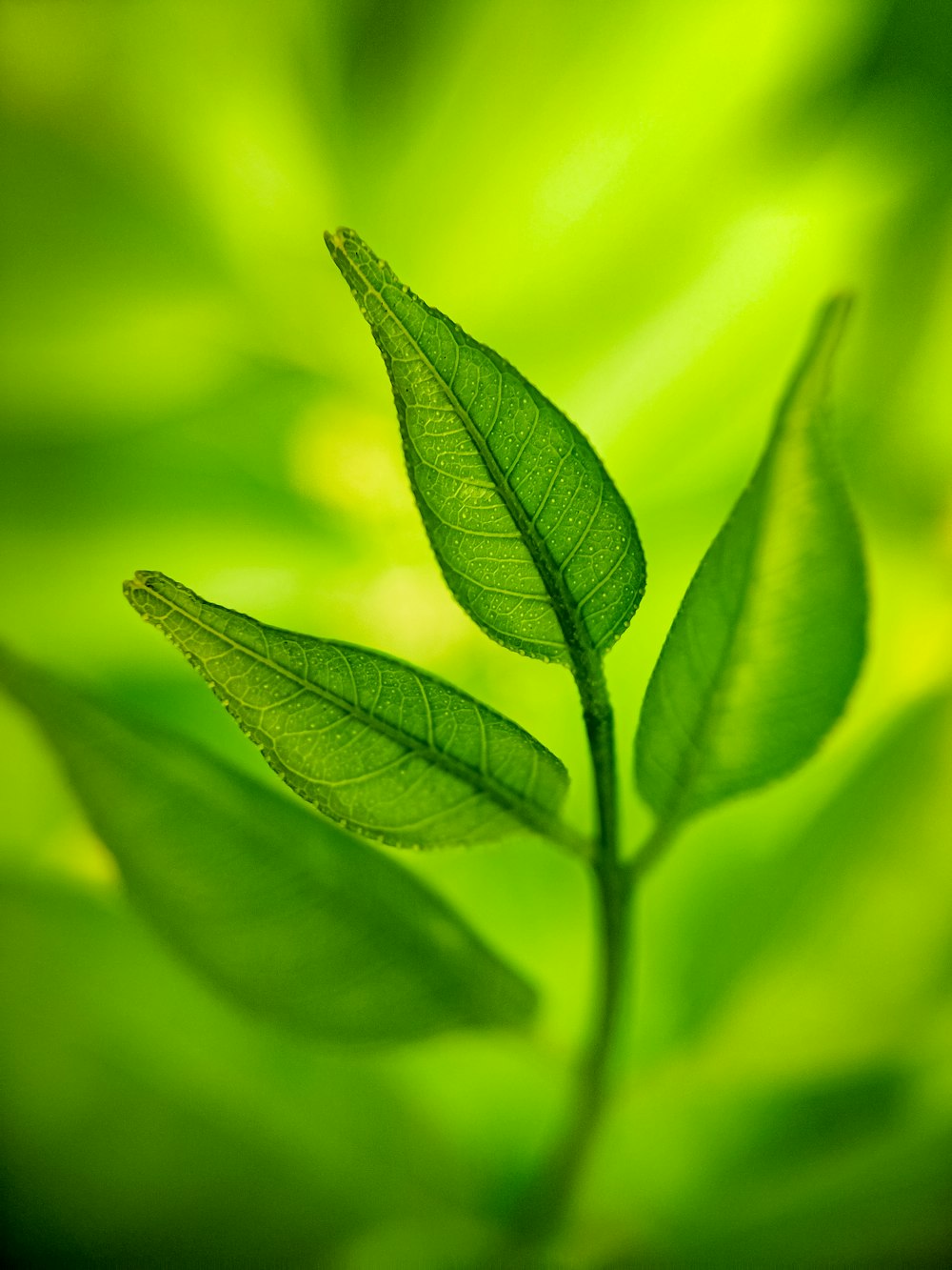 a close up of a green plant with leaves