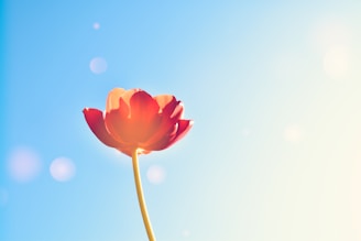 a single red flower with a blue sky in the background