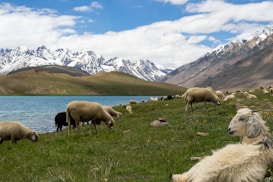 Sheep are grazing on a lush green meadow beside a serene lake, with a backdrop of majestic snow-capped mountains under a partially cloudy sky.