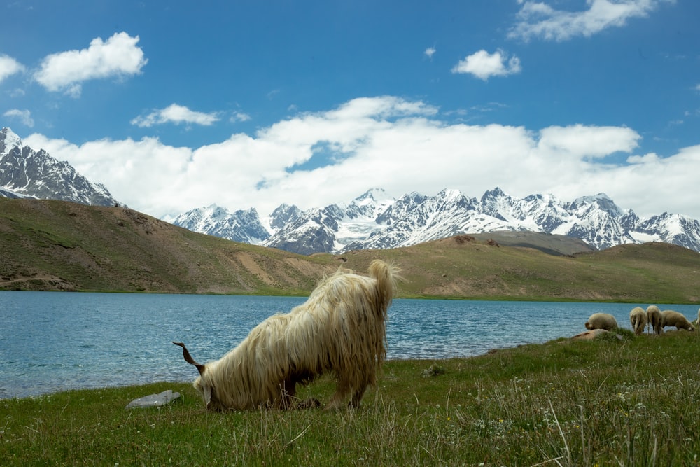 a group of animals that are standing in the grass