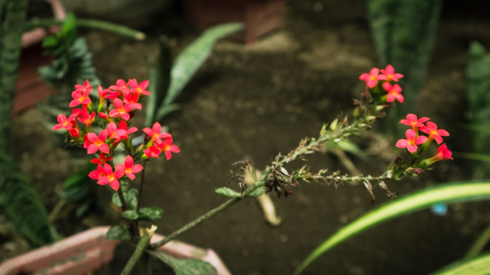 small red flowers are growing in a garden