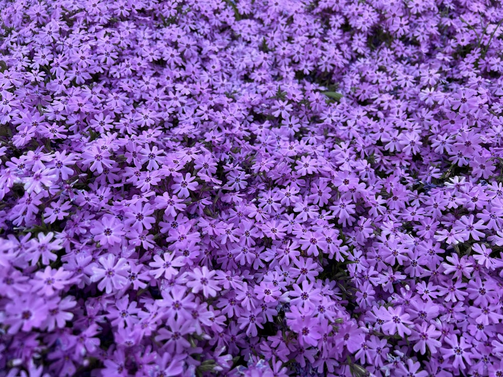 a field of purple flowers that are blooming
