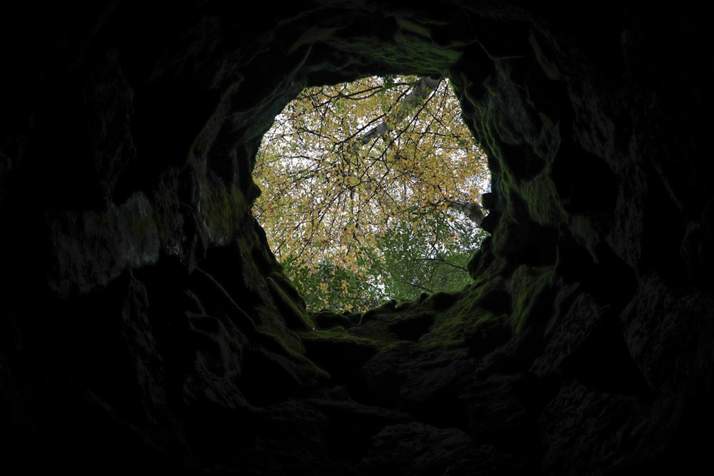 a view of a tree through a hole in the ground