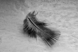 A soft, delicate feather lies on a textured, light-colored surface. The feather's intricate details and fine strands are clearly visible, showing subtle variations in shading and structure. The overall setting appears calm and undisturbed.