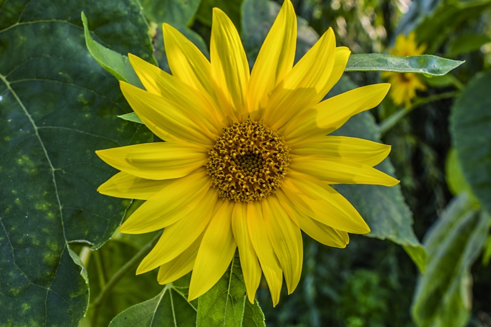 a large yellow sunflower with green leaves