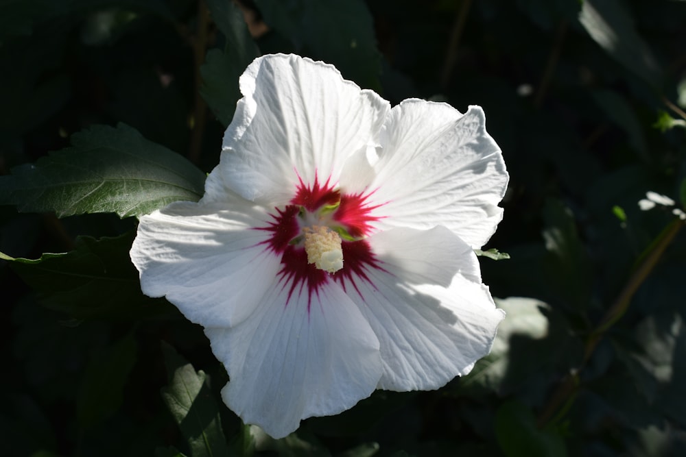 a white flower with a red center surrounded by green leaves