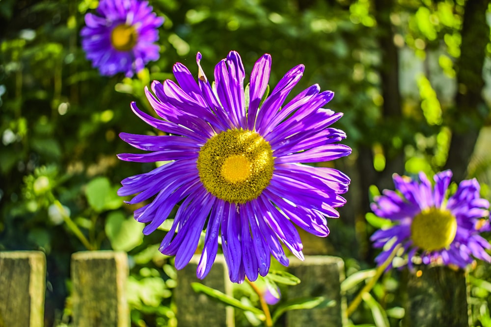 a group of purple flowers sitting next to each other