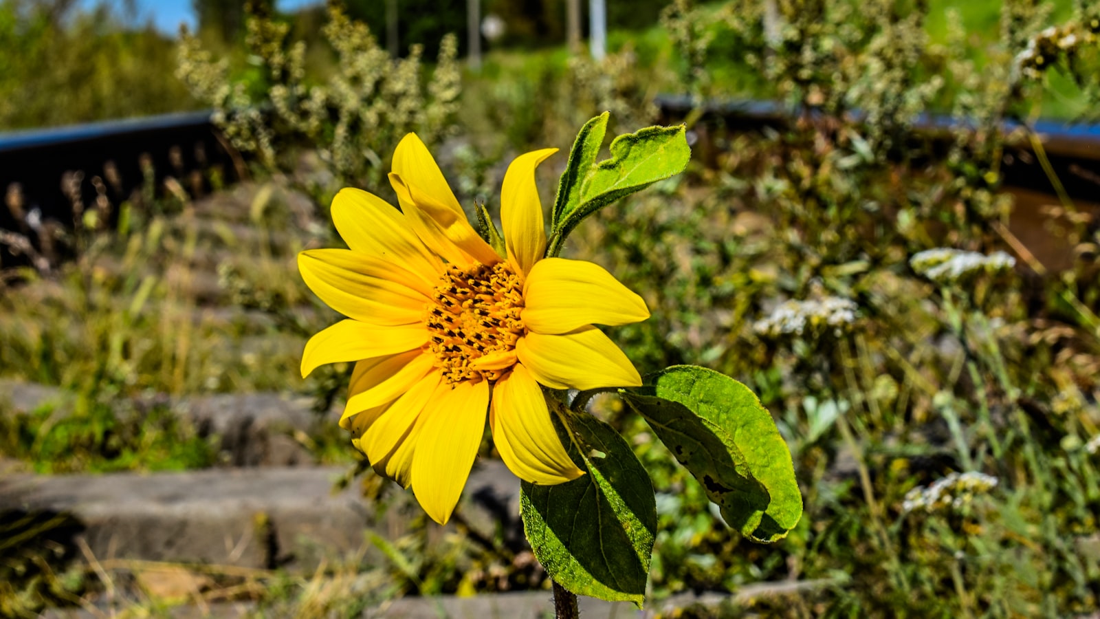Tips for Maximizing Sunflower Growth and Blooming in Zone 8