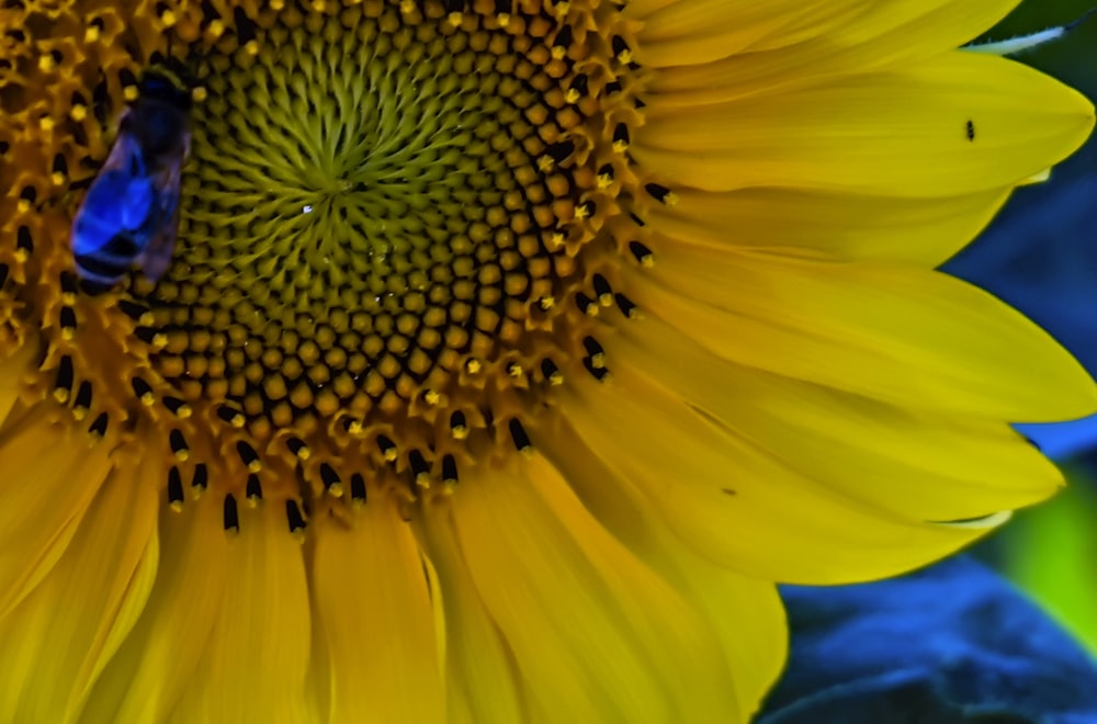 a large sunflower with a blue bug on it