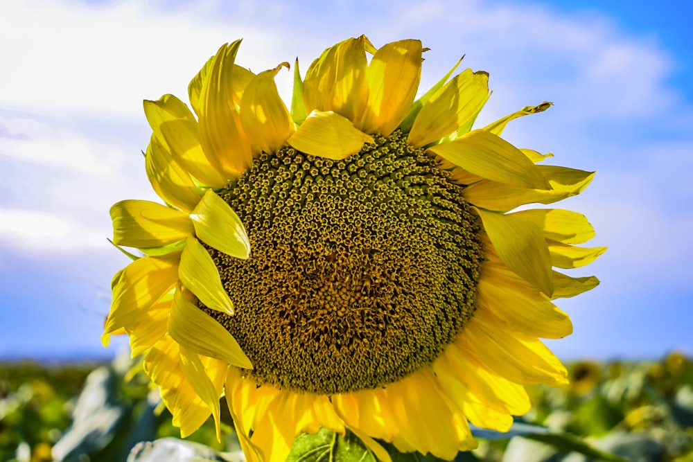 a sunflower in a field with a blue sky in the background