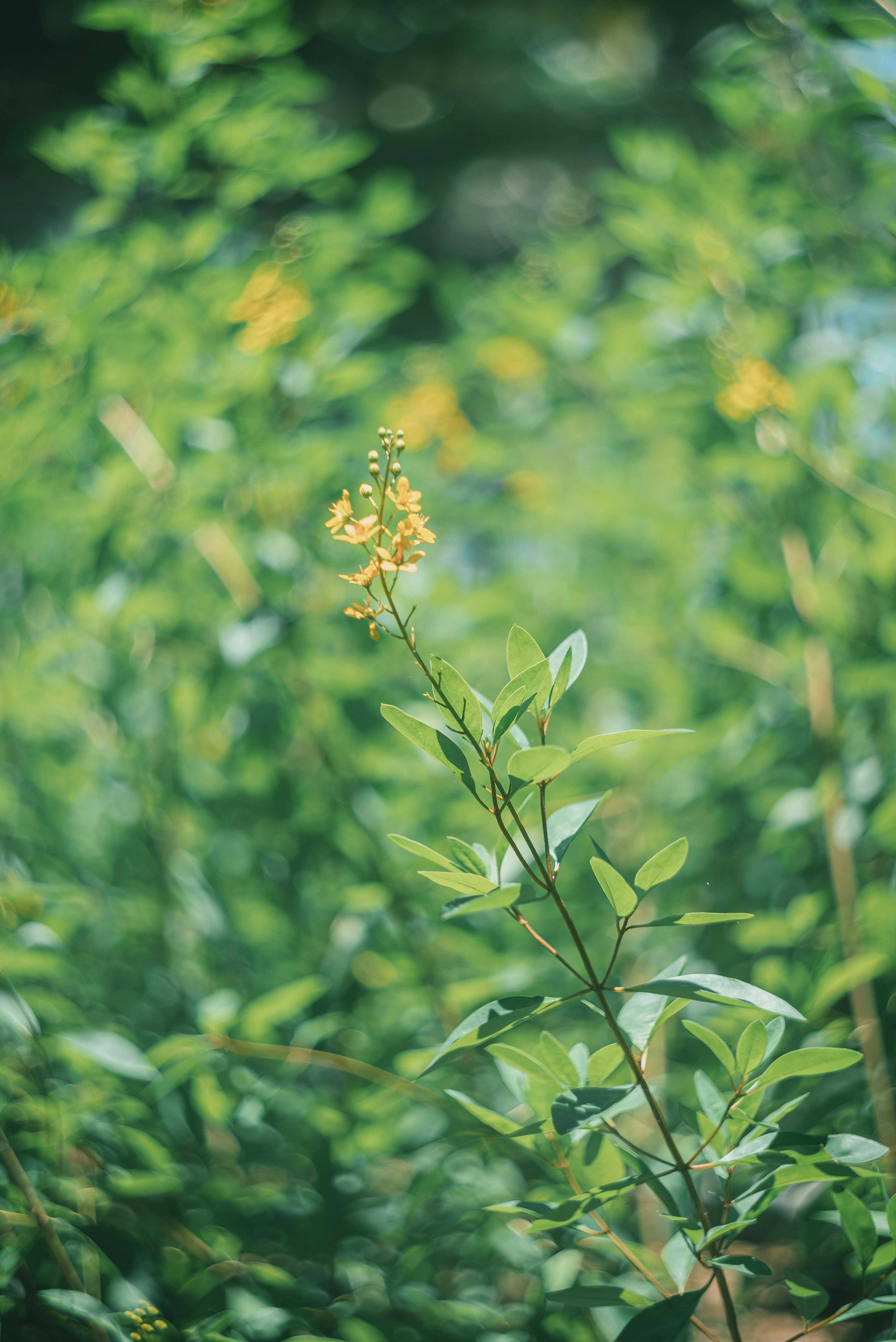 畑の中の植物のクローズアップ