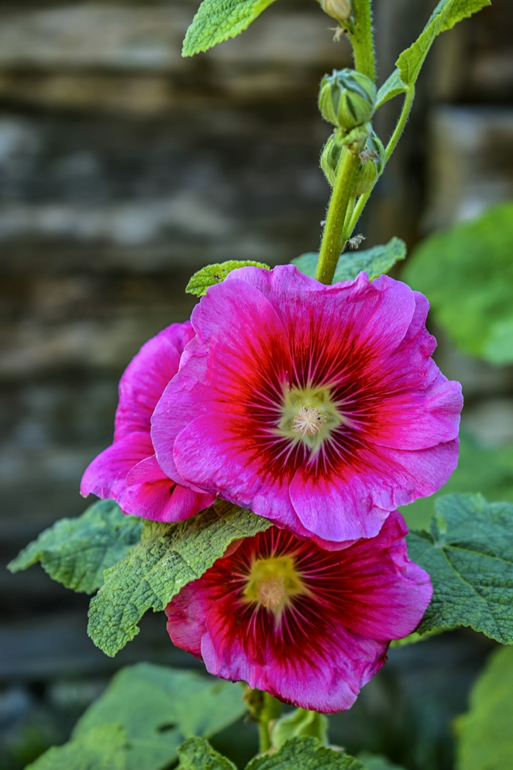 a close up of a pink flower with green leaves