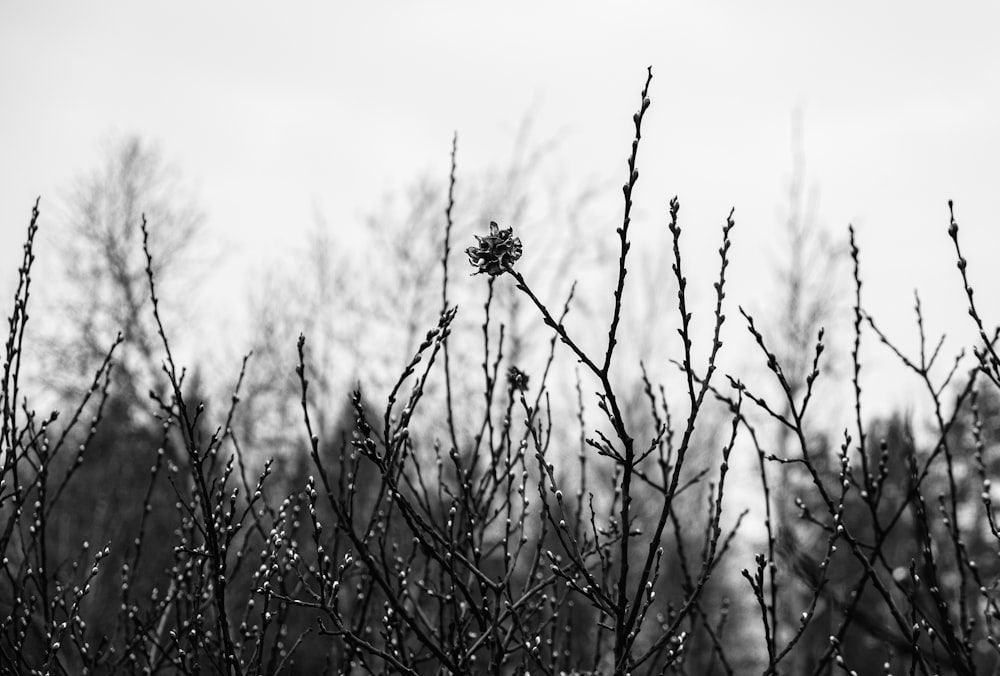 Una foto in bianco e nero di un albero sotto la pioggia