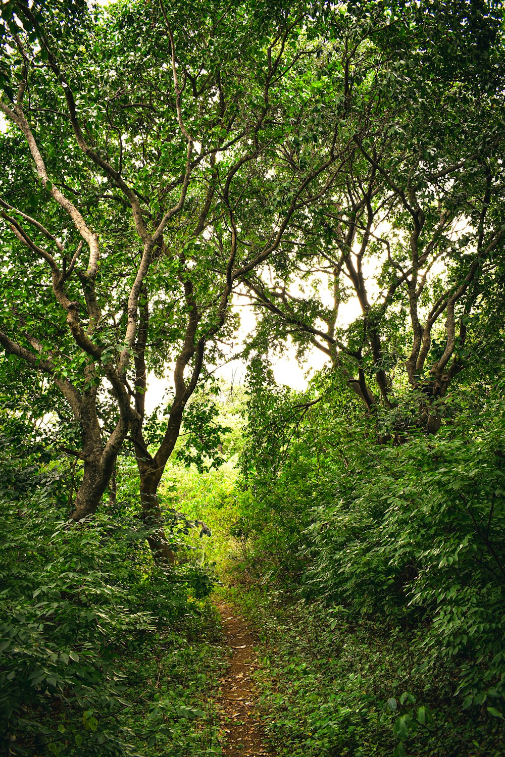 a path in the middle of a lush green forest