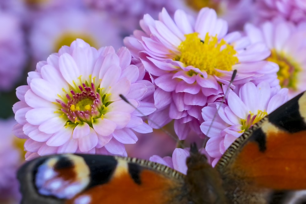 a close up of a butterfly on a flower