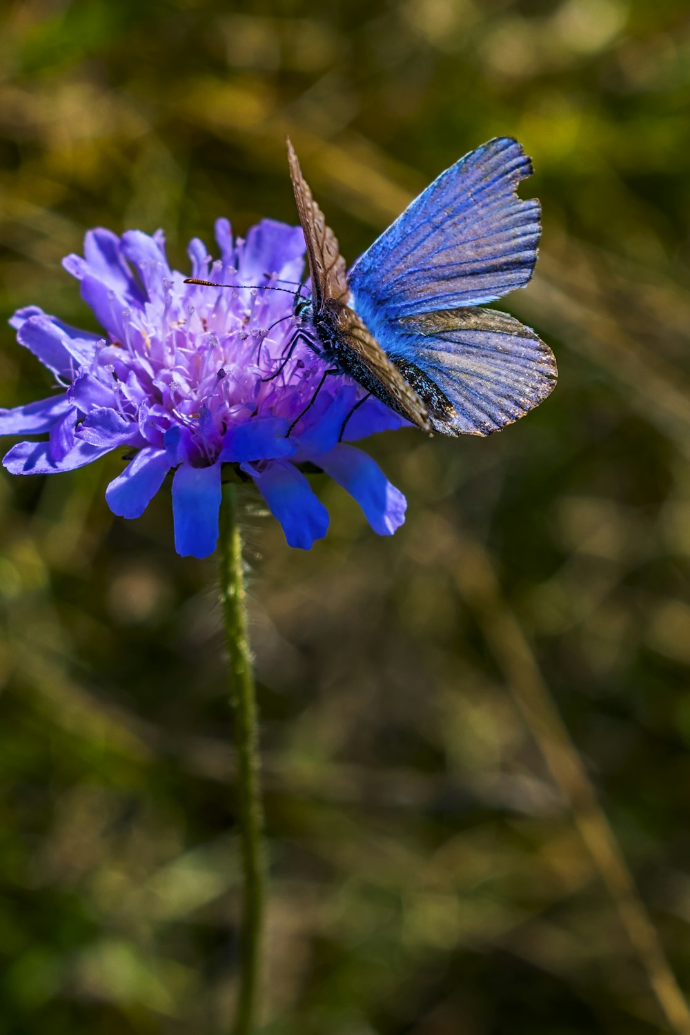 a blue butterfly sitting on a purple flower