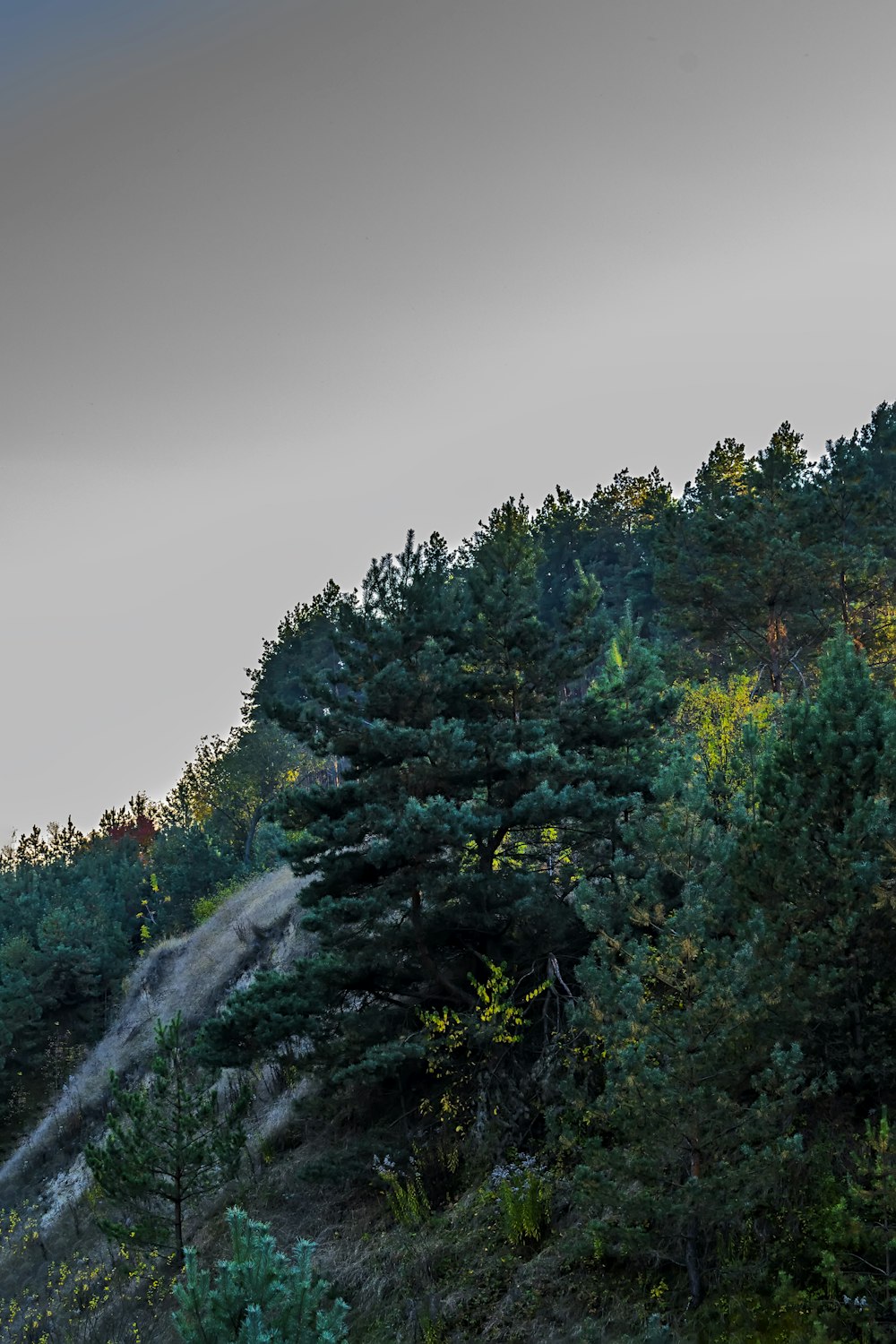 a hill with trees on the side of it