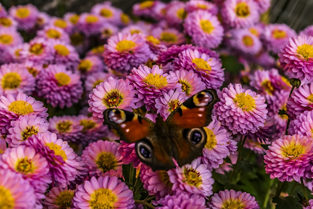 a close up of a bunch of flowers with a butterfly on it