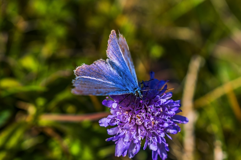 a blue butterfly sitting on top of a purple flower