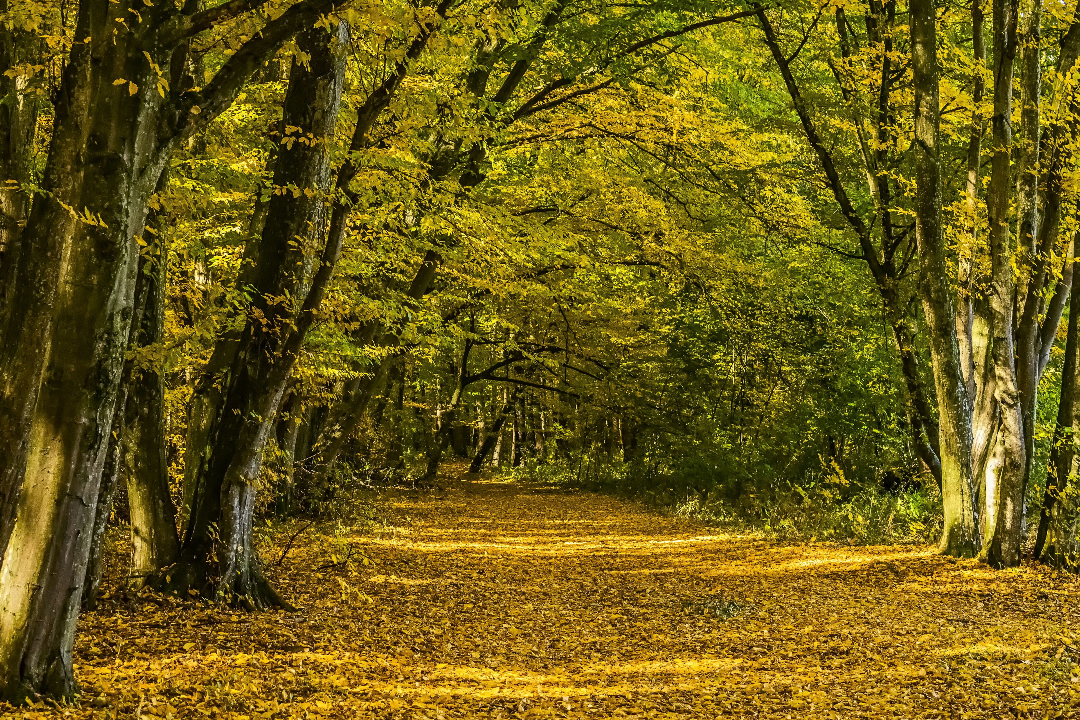 Photo by kostiantynvierkieiev