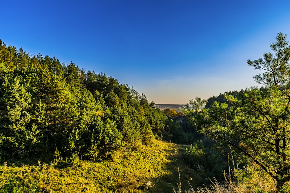 a scenic view of a wooded area with trees