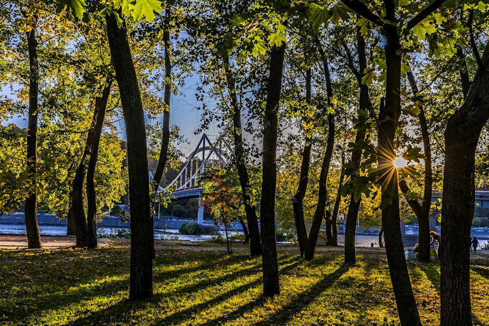 the sun is shining through the trees in the park