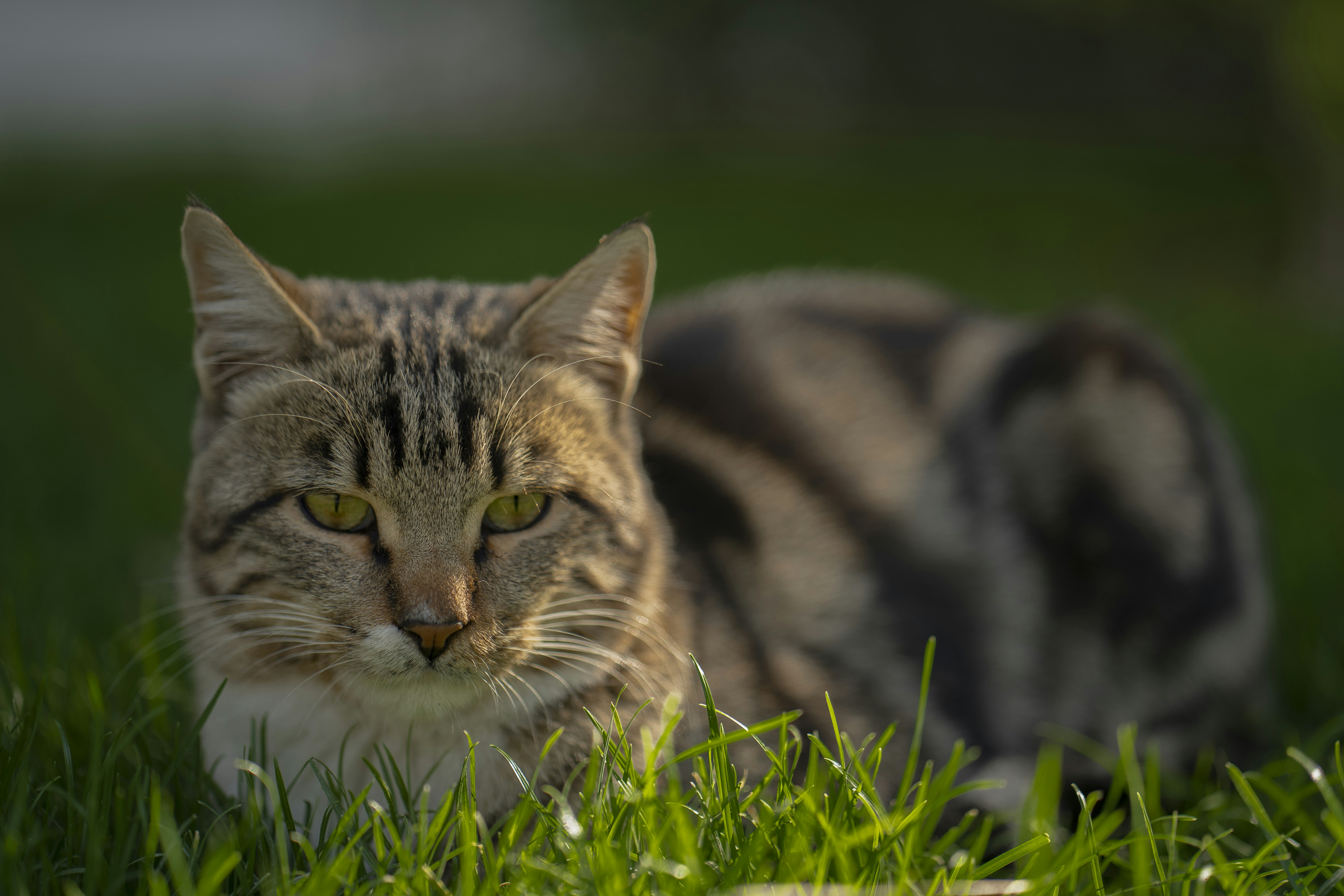 Photo by akbarnemati