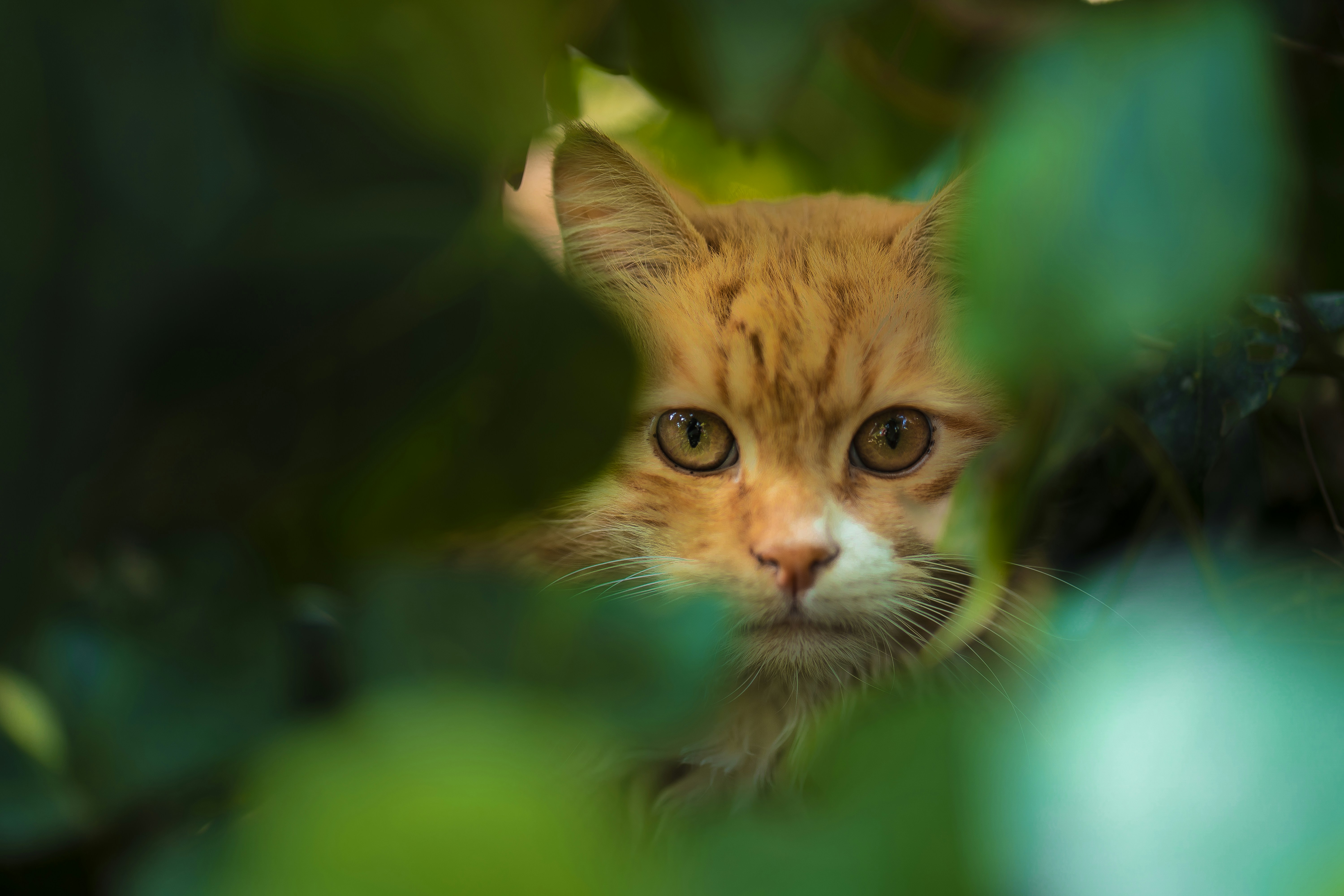 a close up of a cat peeking out from behind a tree