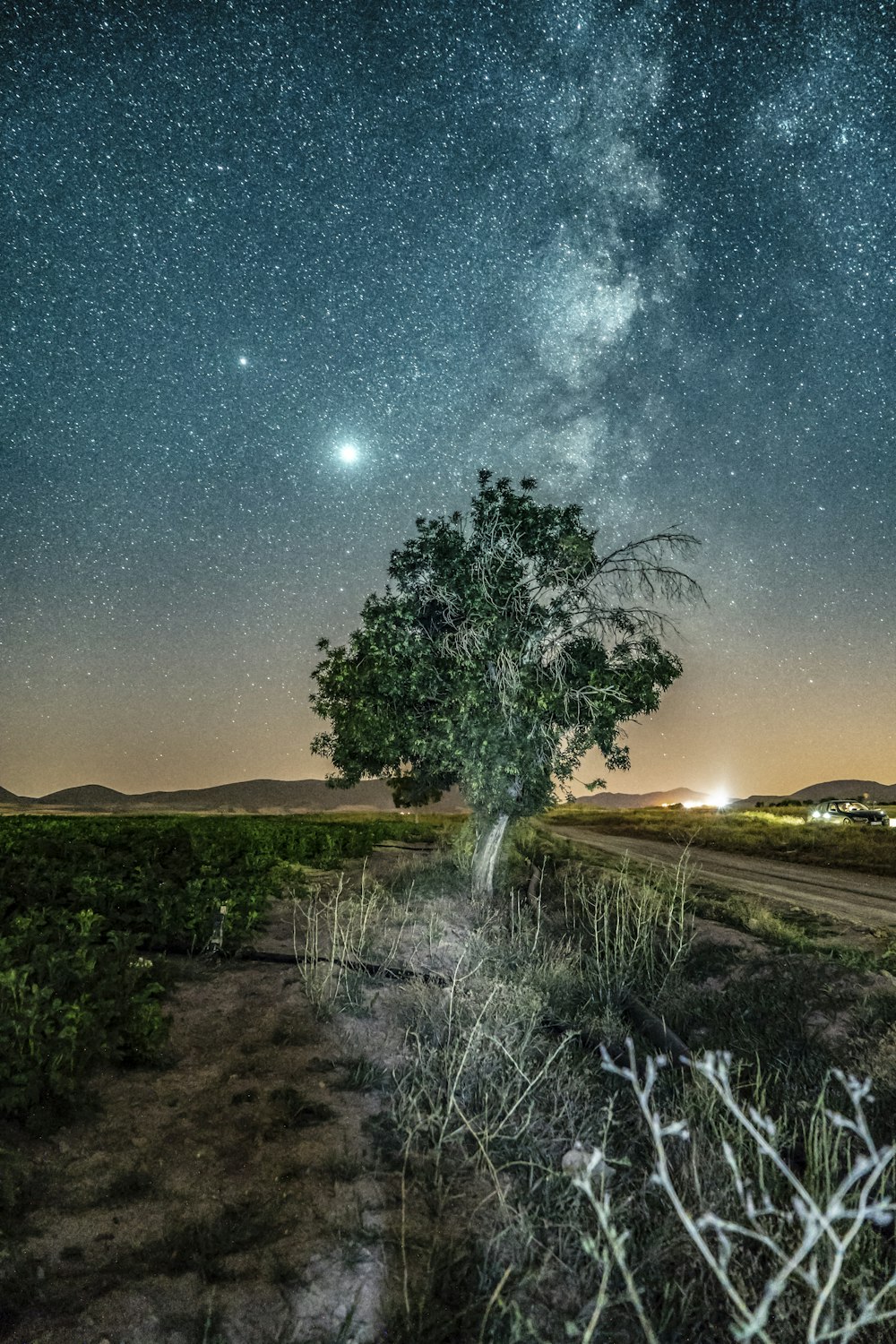 a lone tree on a dirt road under a night sky filled with stars