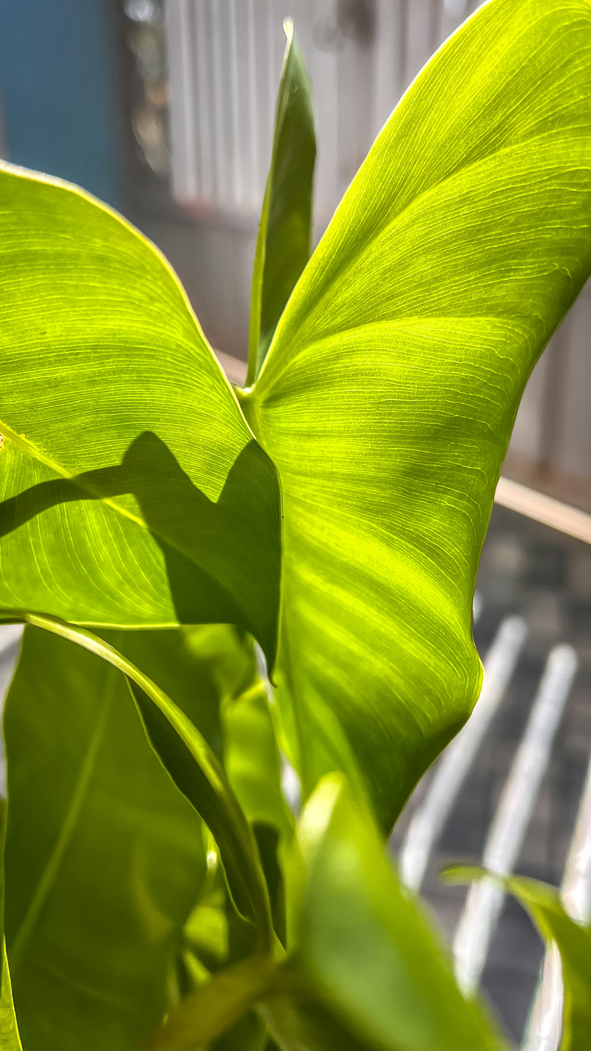 Photo by captainrishabh