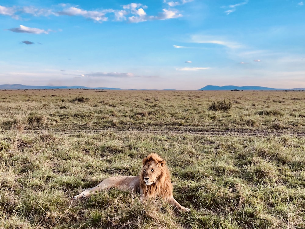 a lion laying in the middle of a field