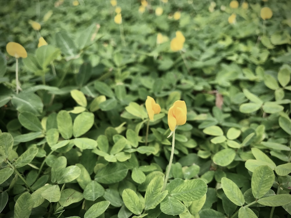 a field of green plants with yellow flowers