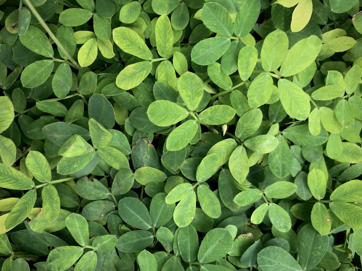 Fenugreek Methi Growing India — Complete Encyclopedia Medicinal Herb