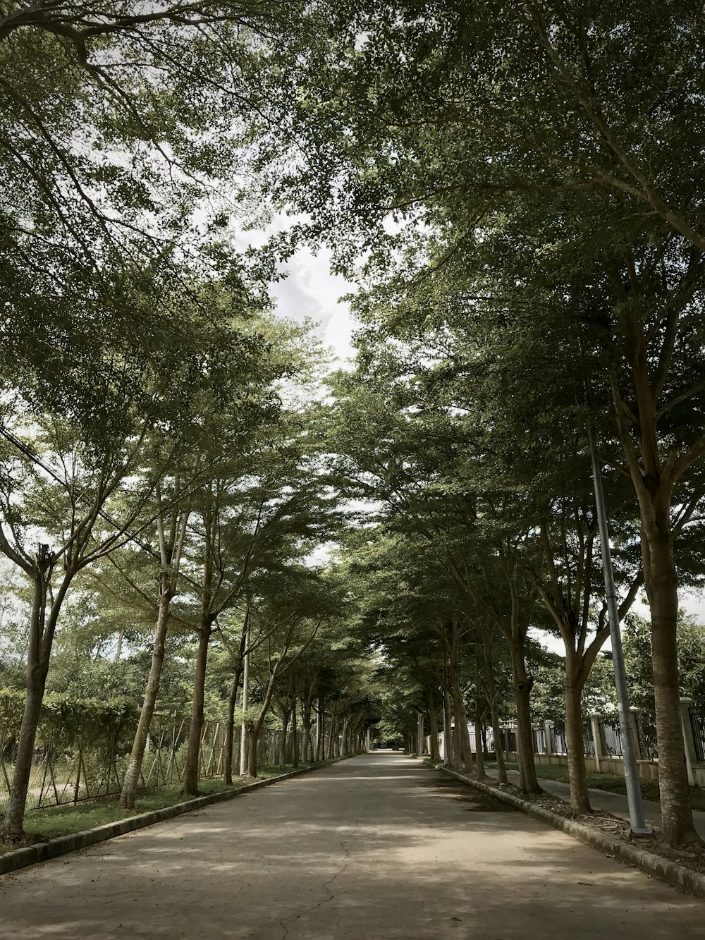 an empty street lined with trees on both sides