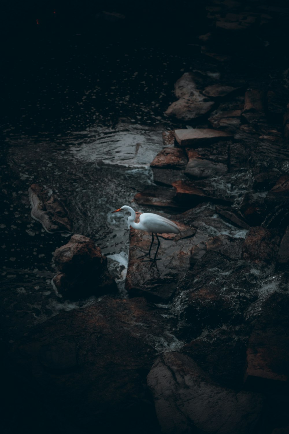 a bird standing on a rock in the water