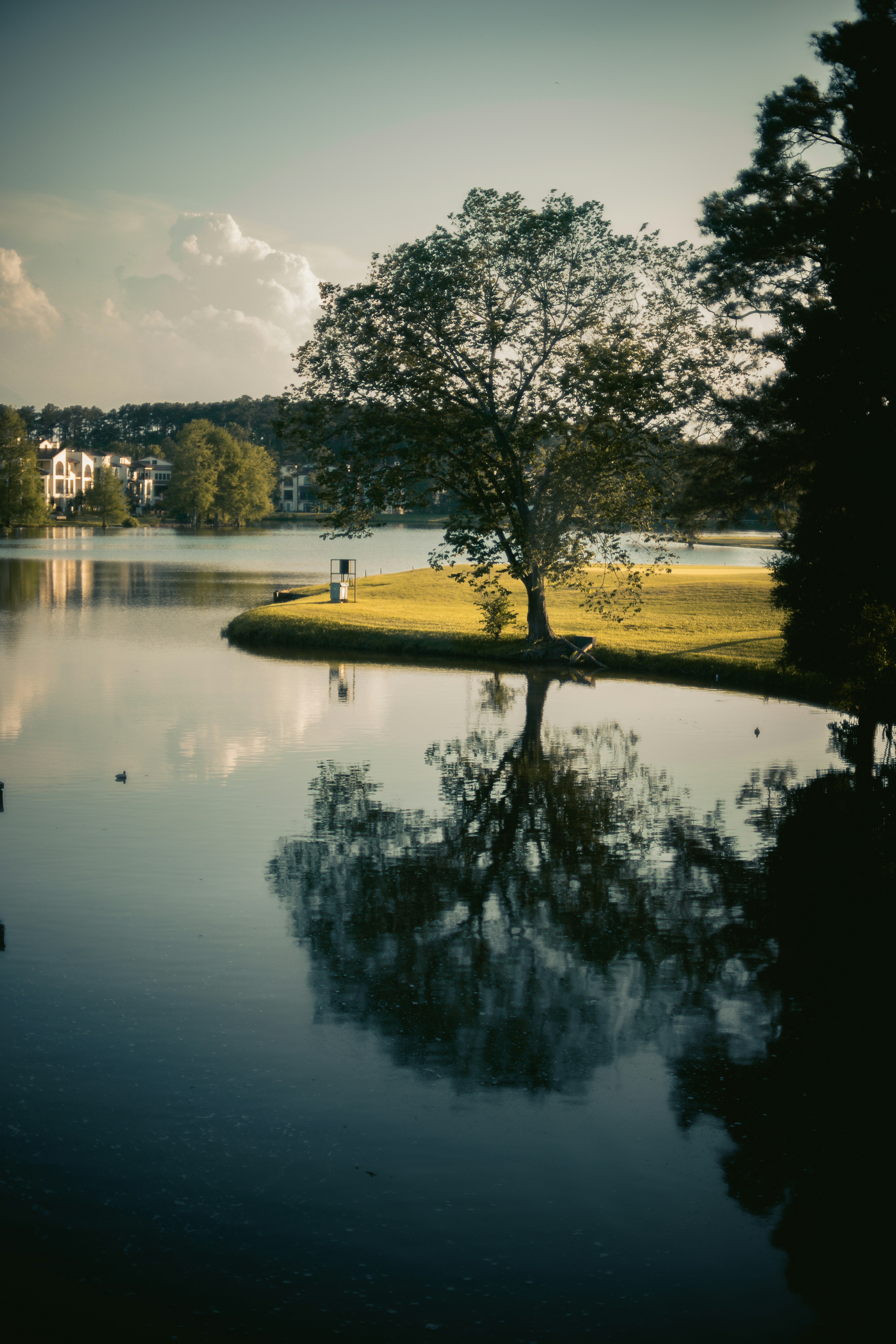 a tree is reflected in the water of a lake