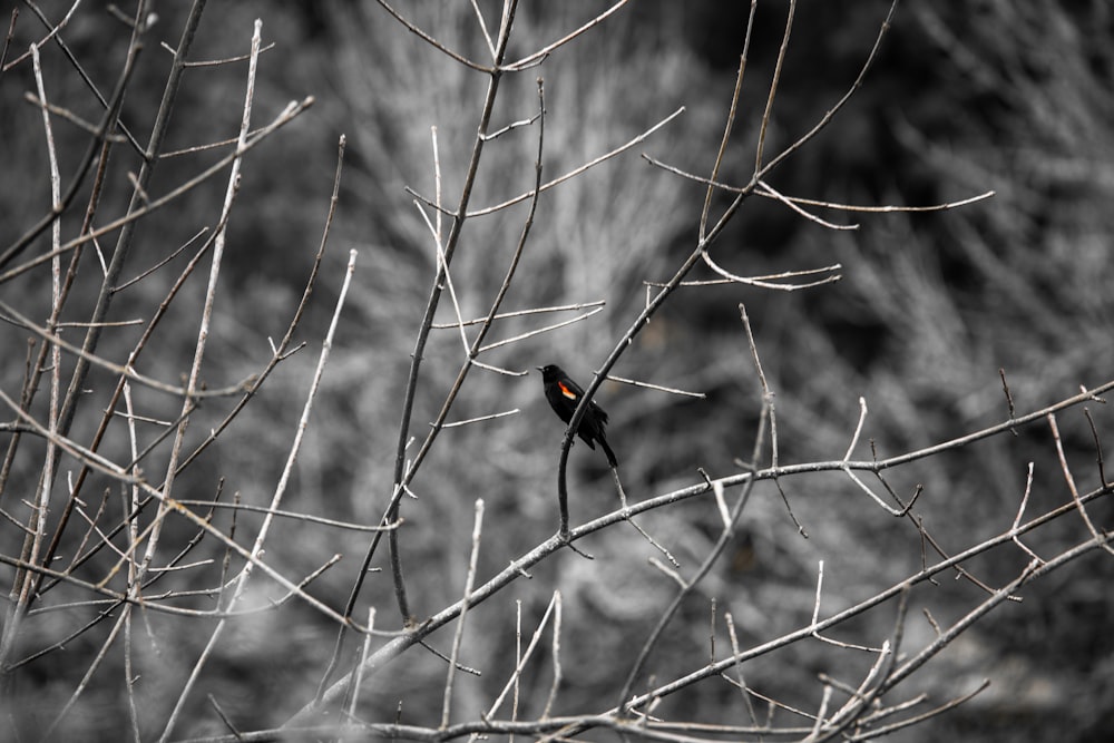 a small bird perched on a tree branch