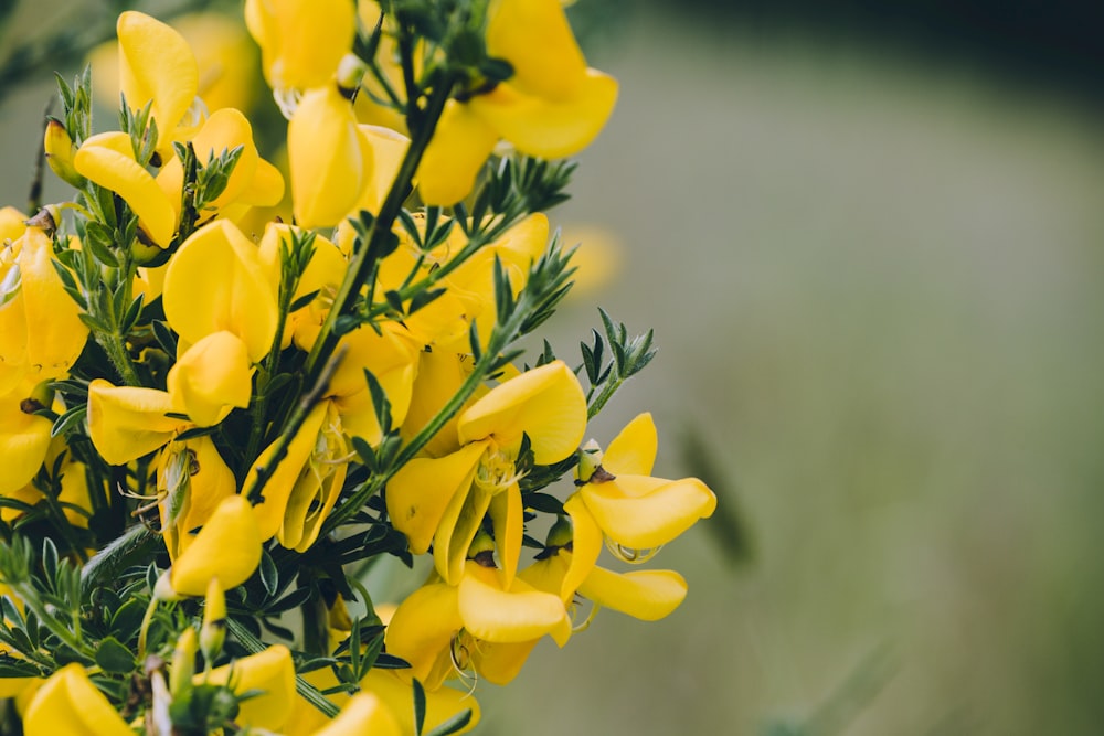 a close up of a bunch of yellow flowers