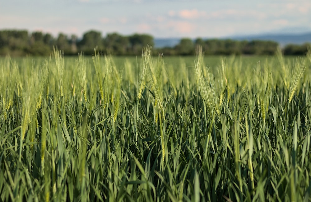 a field of tall green grass with trees in the background