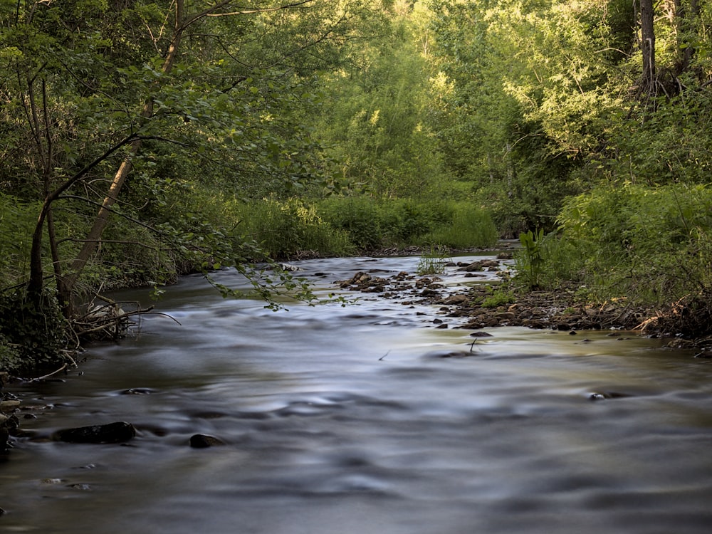 Ein Fluss, der durch einen üppigen grünen Wald fließt