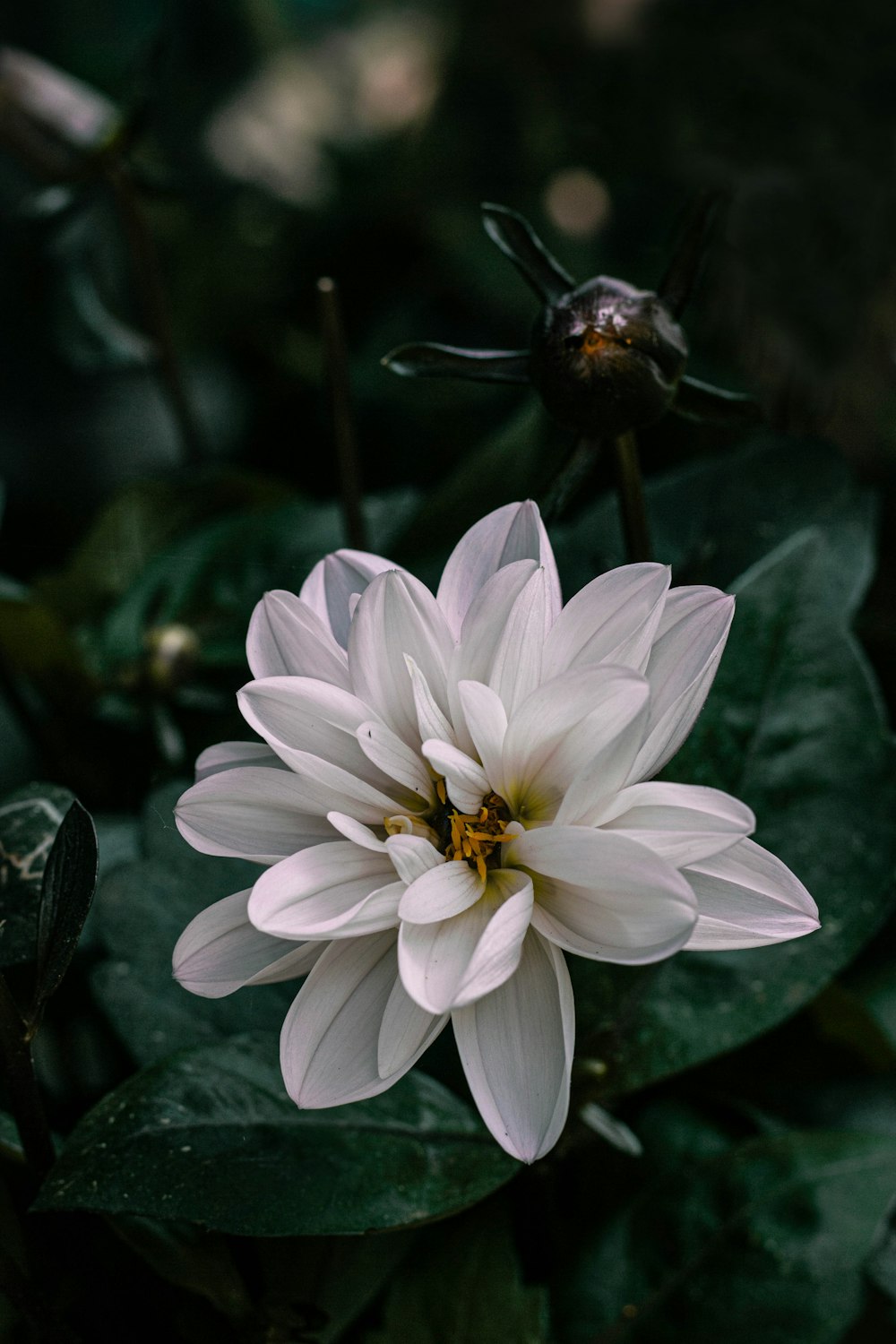 a large white flower sitting on top of green leaves