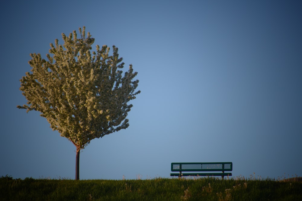 a bench under a tree in a grassy field