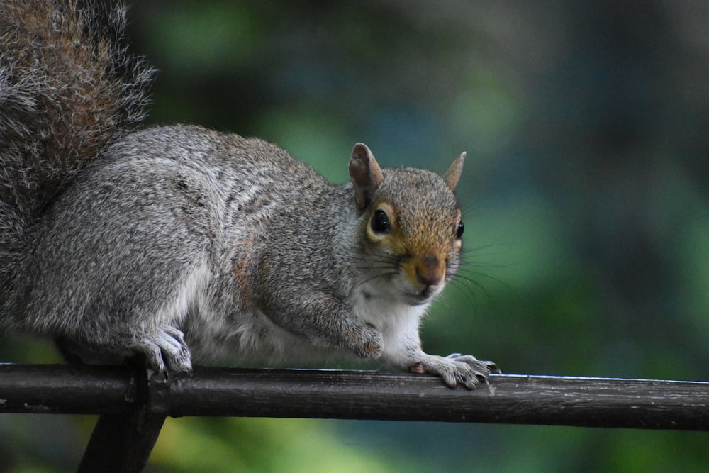 a squirrel sitting on top of a wooden fence