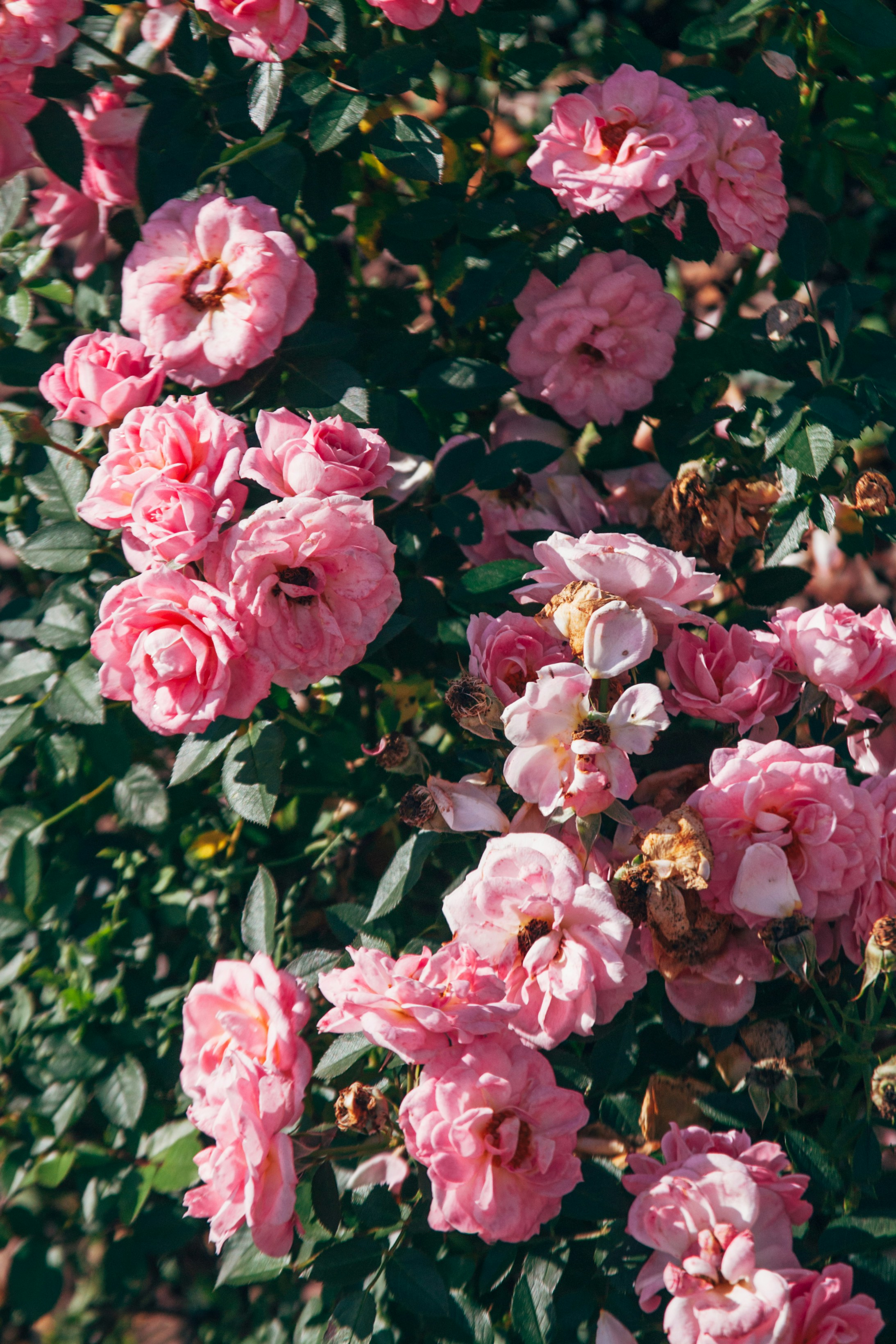 Photo by skatienstuksuma