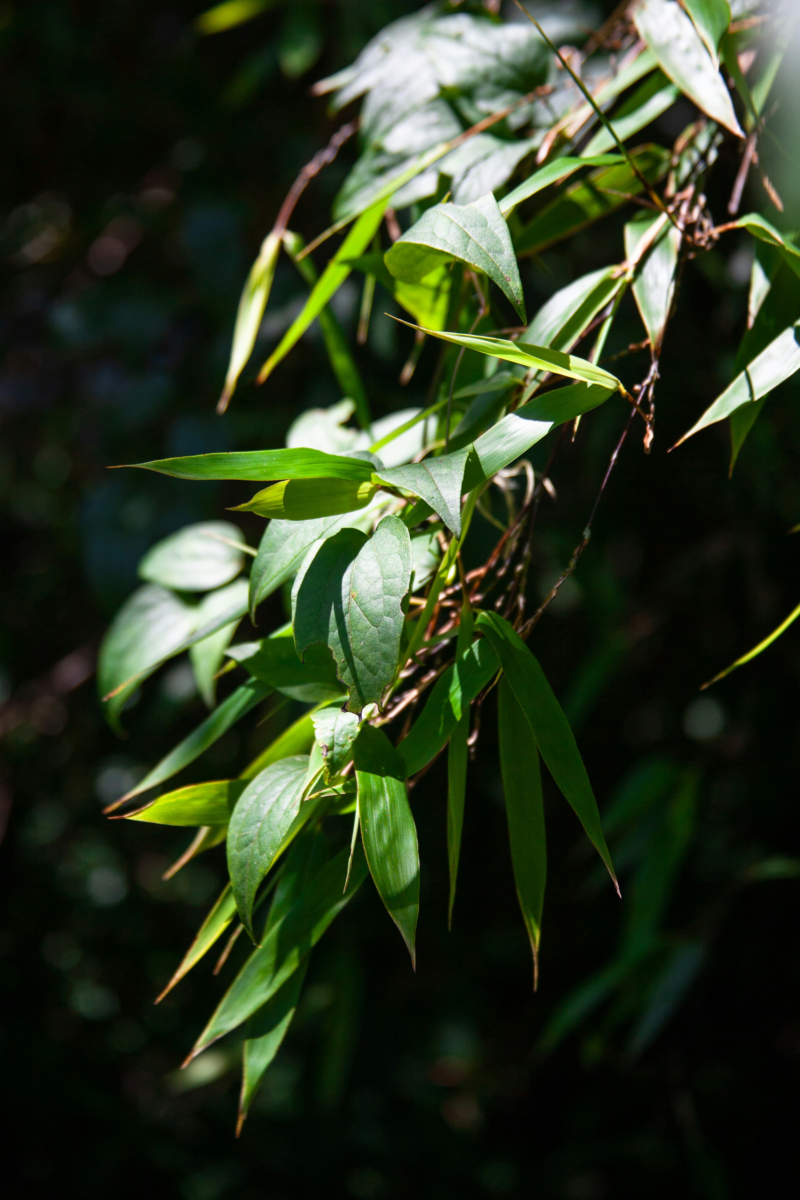 Photo by skatienstuksuma