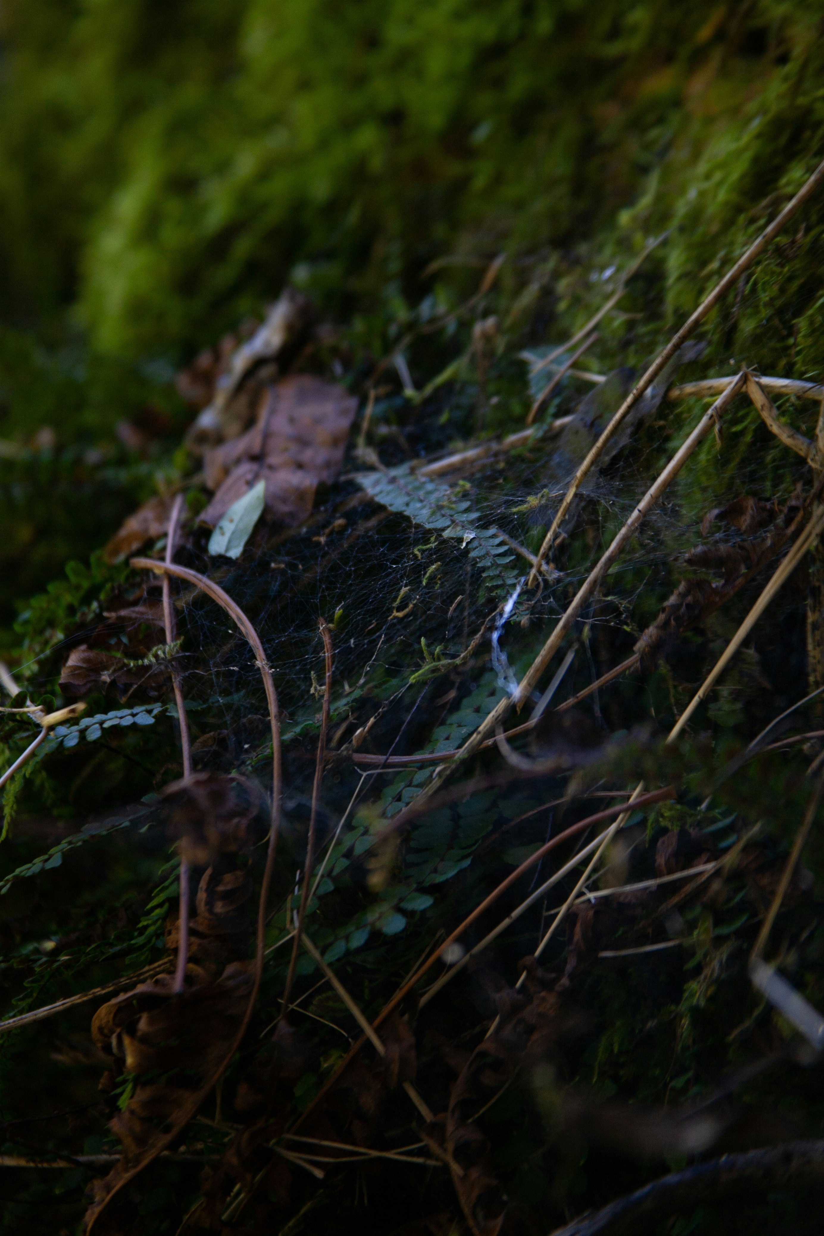 Photo by skatienstuksuma