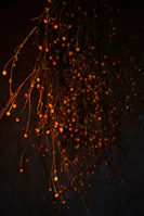 Golden-hued cannabis flowers hanging to dry in a dimly lit room.