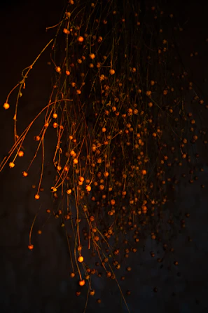 Golden-hued cannabis flowers hanging to dry in a dimly lit room.