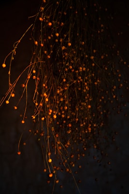 A collection of delicate, dried plants hang down against a dark background. The plants are thin and wiry with small, round buds or seeds, illuminated by warm light, creating a contrast with the shadowy surroundings.