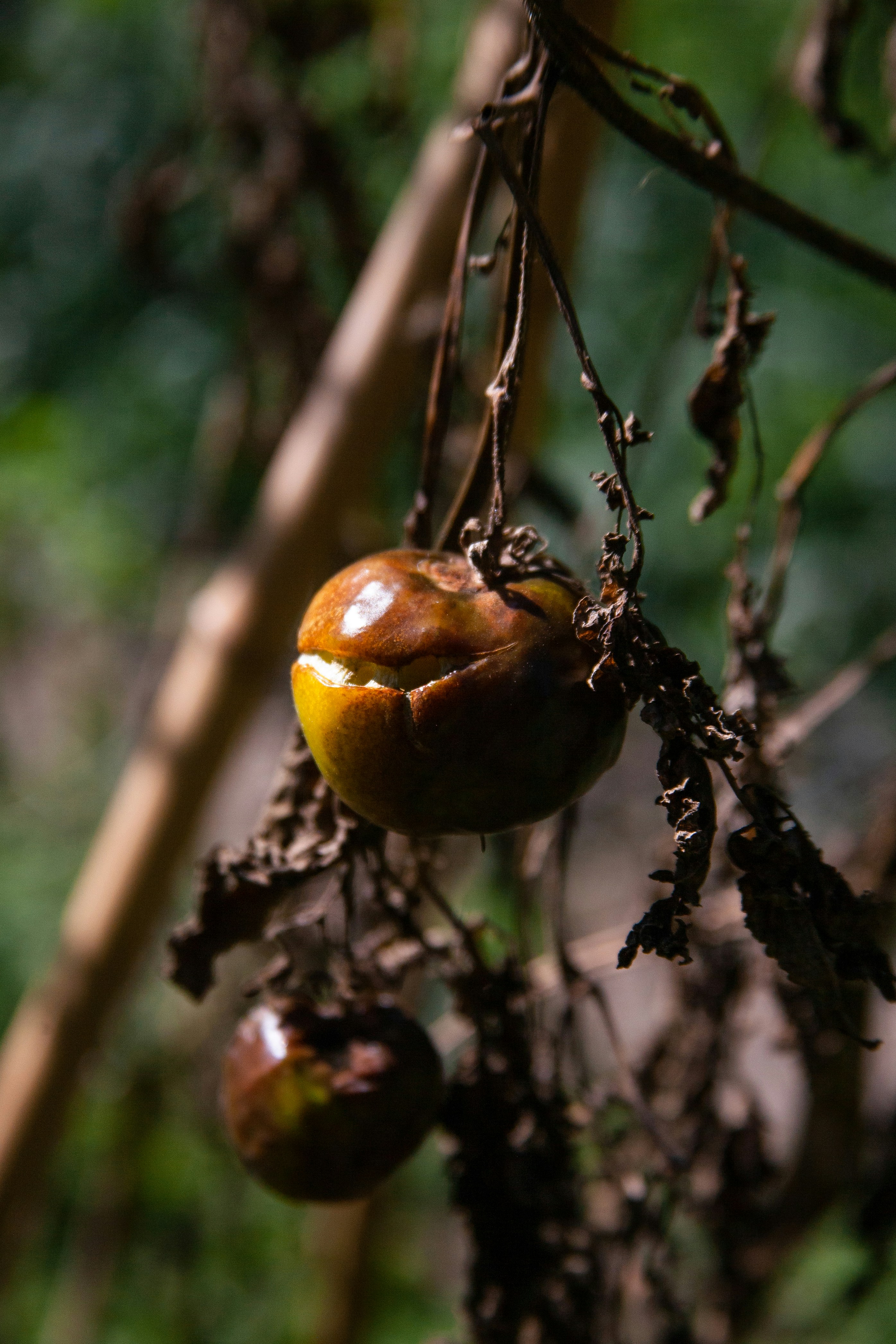 Photo by skatienstuksuma